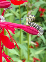 Attēlu rezultāti vaicājumam “Diprion pini female”