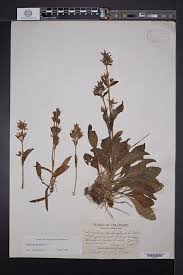 Attēlu rezultāti vaicājumam “Swertia perennis leaf”