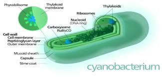Attēlu rezultāti vaicājumam “Nostoc commune cells”