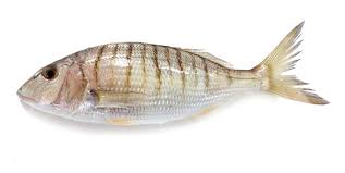 Image result for Lithognathus mormyrus