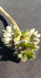 Attēlu rezultāti vaicājumam “Erysiphe galeopsidis”