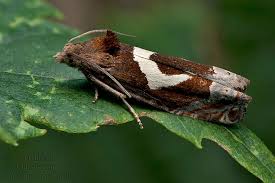 Attēlu rezultāti vaicājumam “Epiblema foenella”