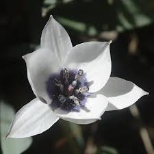 Attēlu rezultāti vaicājumam “Betula humilis female flower”