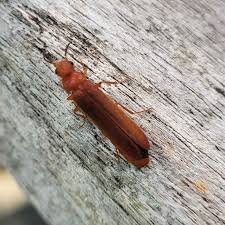 Attēlu rezultāti vaicājumam “Hylecoetus dermestoides male”