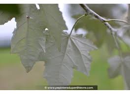 Attēlu rezultāti vaicājumam “Populus alba Nivea”