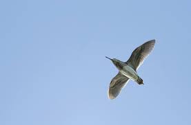 Image result for Lymnocryptes minimus