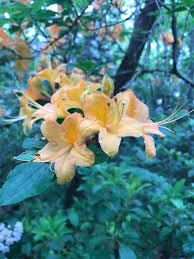 Attēlu rezultāti vaicājumam “Rhododendron calendulaceum flower”