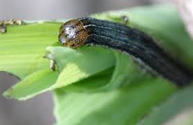 Attēlu rezultāti vaicājumam “Mythimna sp.”