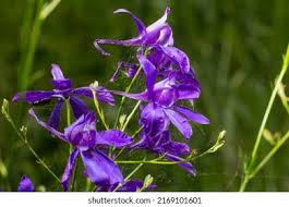 Attēlu rezultāti vaicājumam “Consolida regalis bud”