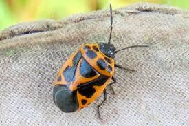 Attēlu rezultāti vaicājumam “Eurydema dominulus”