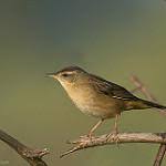 Image result for Locustella certhiola