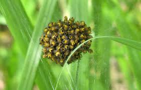 Attēlu rezultāti vaicājumam “Cystiphora sanguinea”
