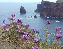 Image result for Levkoje