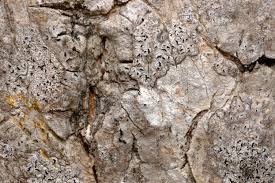 Attēlu rezultāti vaicājumam “Opegrapha rufescens”