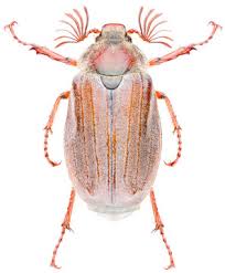 Attēlu rezultāti vaicājumam “Melolontha hippocastani”