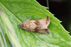 Attēlu rezultāti vaicājumam “Celypha striana”