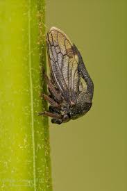 Attēlu rezultāti vaicājumam “Centrotus cornutus”