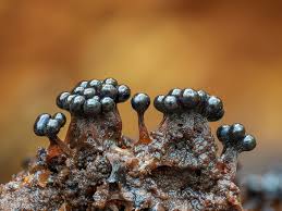 Attēlu rezultāti vaicājumam “Metatrichia sp.”