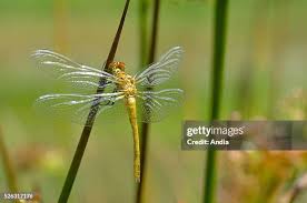 Attēlu rezultāti vaicājumam “Aeshna isoceles”