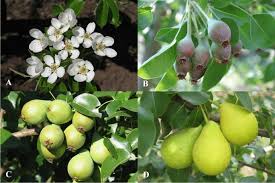 Attēlu rezultāti vaicājumam “Pyrus communis fruit”