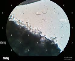 Attēlu rezultāti vaicājumam “Byssocorticium atrovirens”