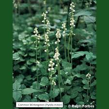 Attēlu rezultāti vaicājumam “Pyrola minor fruit”