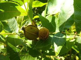 Attēlu rezultāti vaicājumam “Carya”