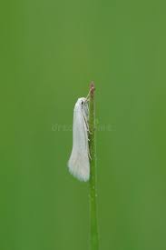 Attēlu rezultāti vaicājumam “Elachista argentella”
