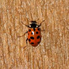 Attēlu rezultāti vaicājumam “Hippodamia tredecimpunctata”