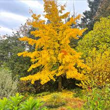 Attēlu rezultāti vaicājumam “Salix x doniana”
