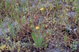 Image result for Agoseris major