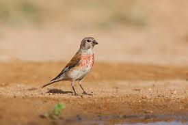 Attēlu rezultāti vaicājumam “Carduelis cannabina”