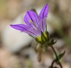 Image result for Campanula strigosa