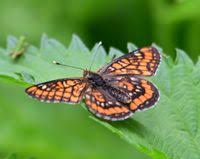 Attēlu rezultāti vaicājumam “Euphydryas maturna pupa”