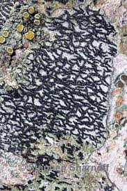 Attēlu rezultāti vaicājumam “Opegrapha atra”