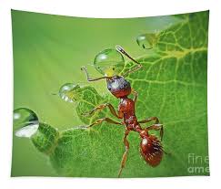 Attēlu rezultāti vaicājumam “Myrmica rubra”