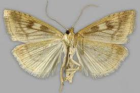 Attēlu rezultāti vaicājumam “Udea lutealis”