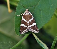 Attēlu rezultāti vaicājumam “Deltote bankiana”