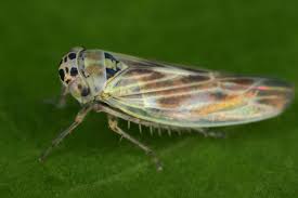 Attēlu rezultāti vaicājumam “Macrosteles nymph”