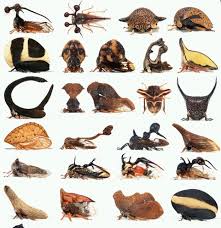 Attēlu rezultāti vaicājumam “Membracidae”