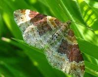 Attēlu rezultāti vaicājumam “Xanthorhoe spadicearia”