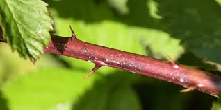 Attēlu rezultāti vaicājumam “Rubus plicatus”