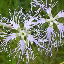 Image result for Dianthus superbus