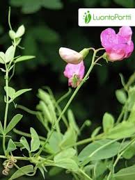 Attēlu rezultāti vaicājumam “Lathyrus pratensis fruit”