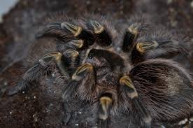 Attēlu rezultāti vaicājumam “Comatricha pulchella macro”