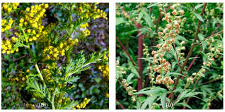Attēlu rezultāti vaicājumam “Artemisia vulgaris”