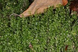 Attēlu rezultāti vaicājumam “Plagiomnium cuspidatum sporophyte”