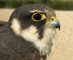 Attēlu rezultāti vaicājumam “Falco subbuteo adult”