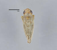 Attēlu rezultāti vaicājumam “Paramesus obtusifrons”