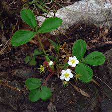 Attēlu rezultāti vaicājumam “Fragaria vesca flower”